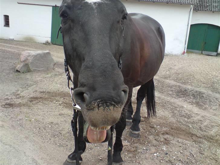 Oldenborg Kasper - Gaaaaaab ! billede 2