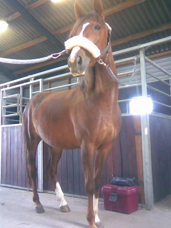 Traver Jamaica billede 10
