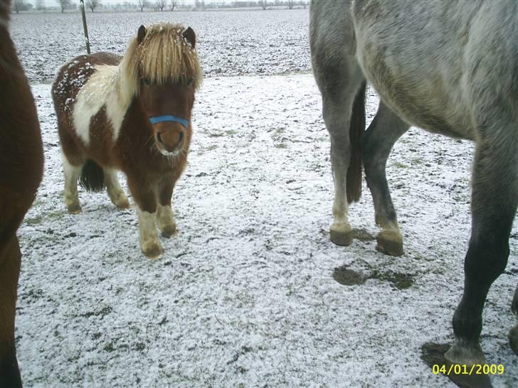 Anden særlig race Osvald (opr. af passer) - "Søde-Osvald" på folden..... billede 1
