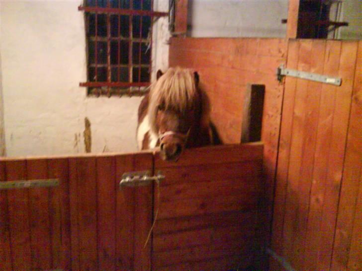 Anden særlig race Osvald (opr. af passer) - Osvald i hans lille mini-boks. billede 2