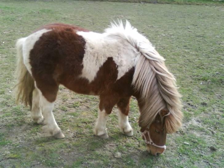 Anden særlig race Osvald (opr. af passer) - Osvald laver det han allerbedst kan lide: At spise.. billede 3