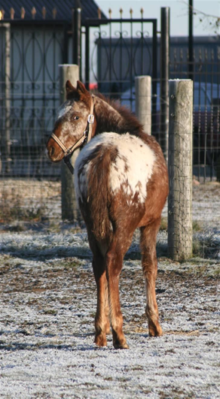 Anden særlig race Alcon *SOLGT* billede 6