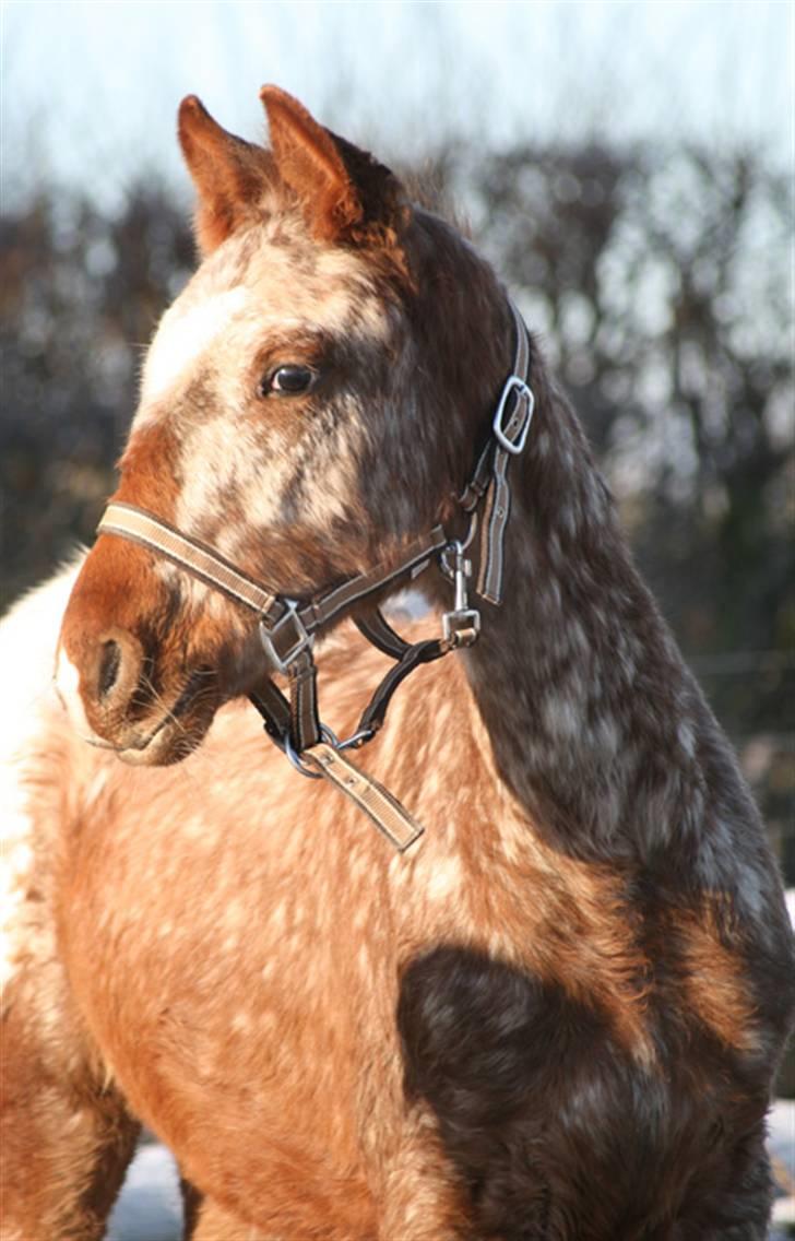 Anden særlig race Alcon *SOLGT* billede 7