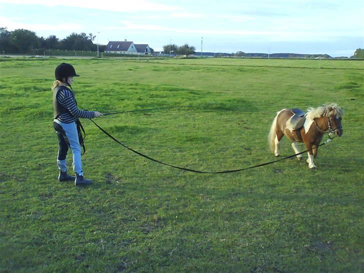 Anden særlig race Osvald (opr. af passer) - Emilie prøver at "tæmme" Osvald. billede 4