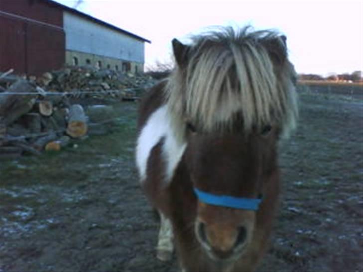 Anden særlig race Osvald (opr. af passer) - Osvald ser glad ud!!! billede 5
