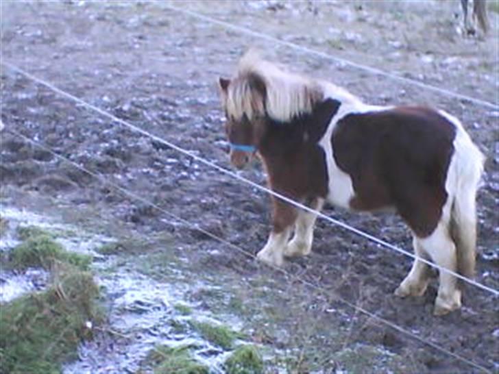 Anden særlig race Osvald (opr. af passer) - Osvald set lidt fra oven.. billede 6