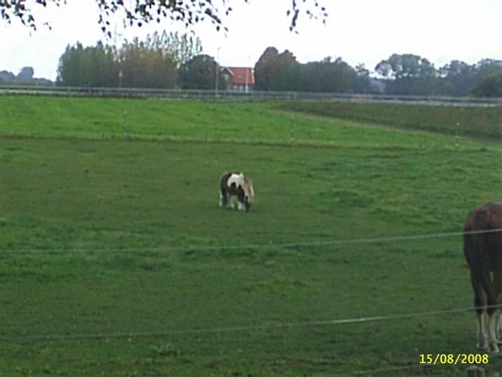 Anden særlig race Osvald (opr. af passer) - Lille hest på en stor fold.. billede 7