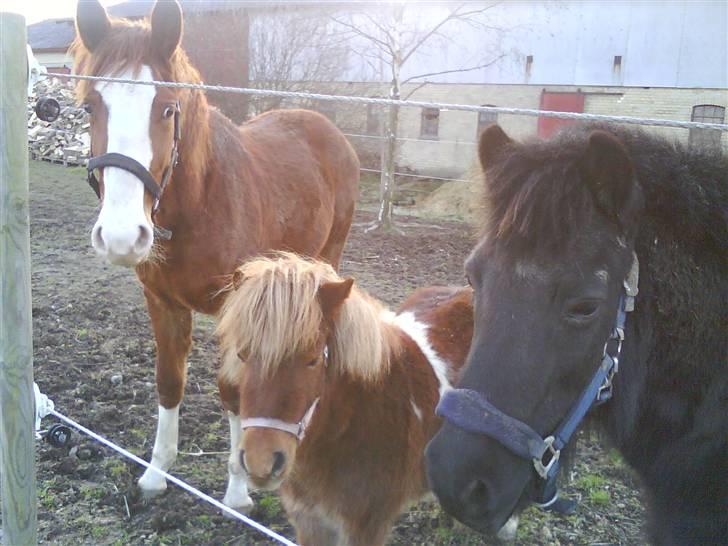 Anden særlig race Osvald (opr. af passer) - Osvald med venner: Blackie og Laika billede 8