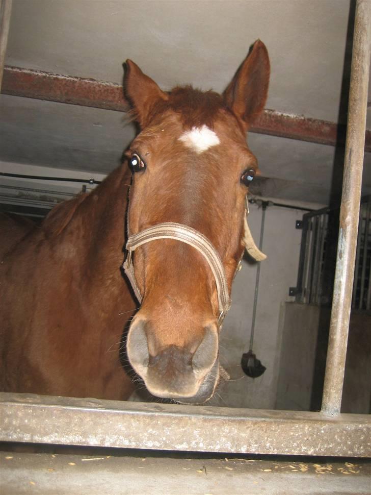 Dansk Varmblod Kia SOLGT billede 1