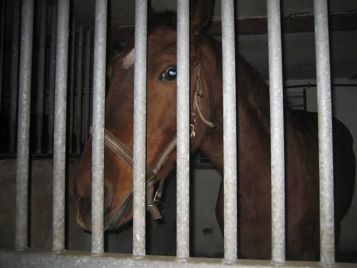 Dansk Varmblod Kia SOLGT billede 2