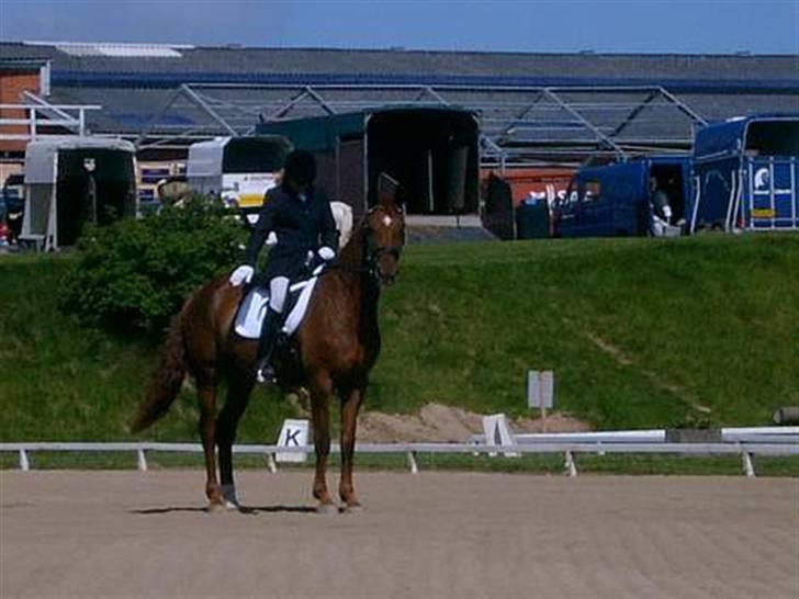 Dansk Varmblod Kia SOLGT billede 3