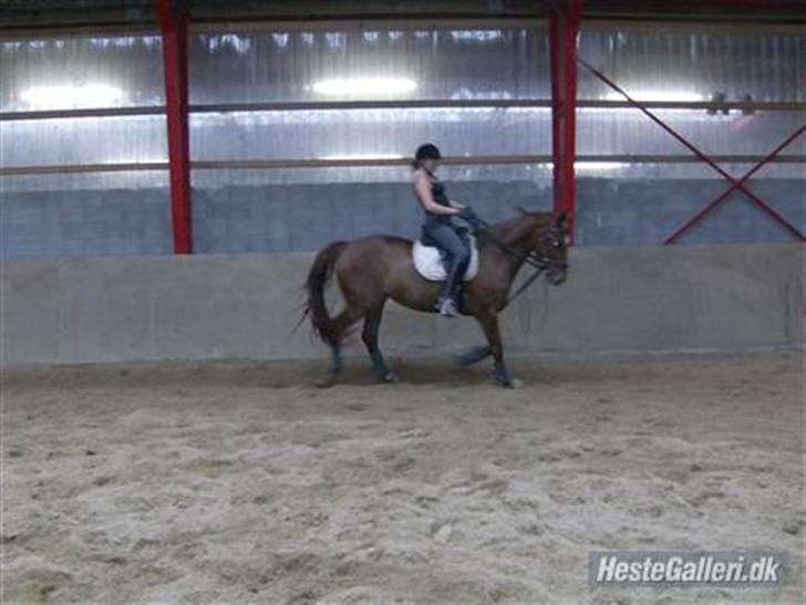 Dansk Varmblod Kia SOLGT billede 4