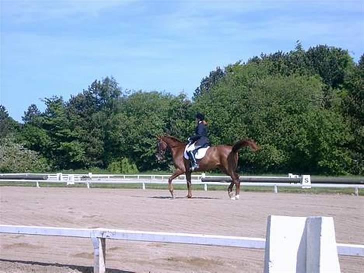 Dansk Varmblod Kia SOLGT billede 5