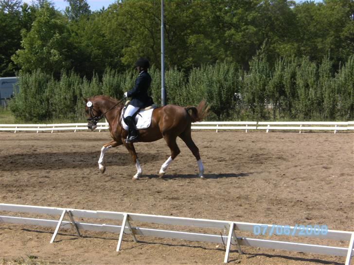 Hollandsk Sportspony Divino Van Stal Romano - stævne i vejen. billede 15