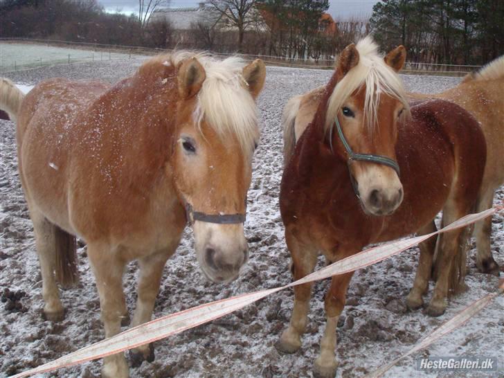 Anden særlig race Odin  - Haløj :D er jeg ikke sød i vinter pels på en hvid fold når jeg er en mørk lille sød pruhest <33 :D Du er alt for mig <3 LOVE !   billede 15