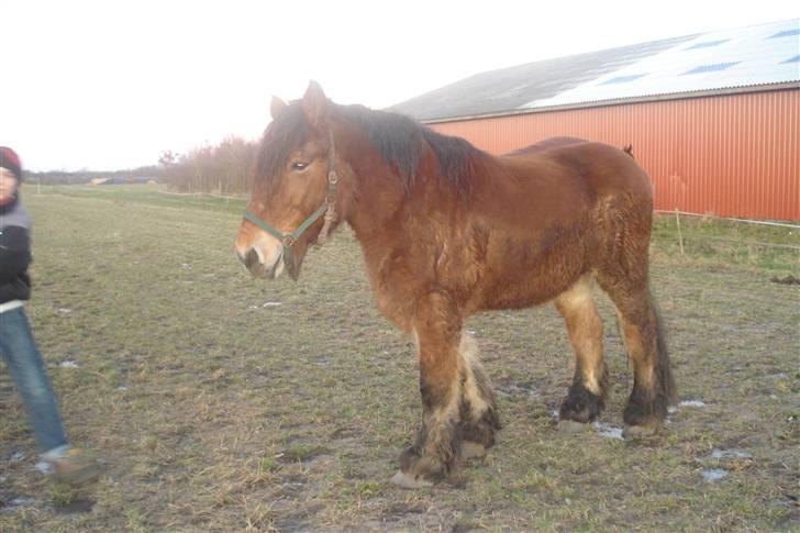 Belgier Dana af Jordrupskov - Dana.. <3 billede 1