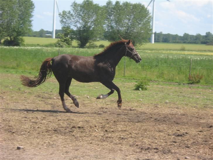 Dansk Varmblod DG *RDH* - 8: Ginger i bevægelse xD´ * 21-06-2009 Elisabeth S * billede 8