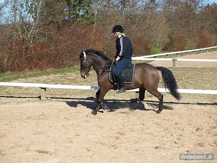 Anden særlig race Håkon - Dressur 2011. Kontra galop :-) Taget af Sarah Steen billede 4