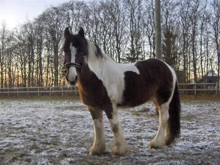 Tinker Juncker billede 2