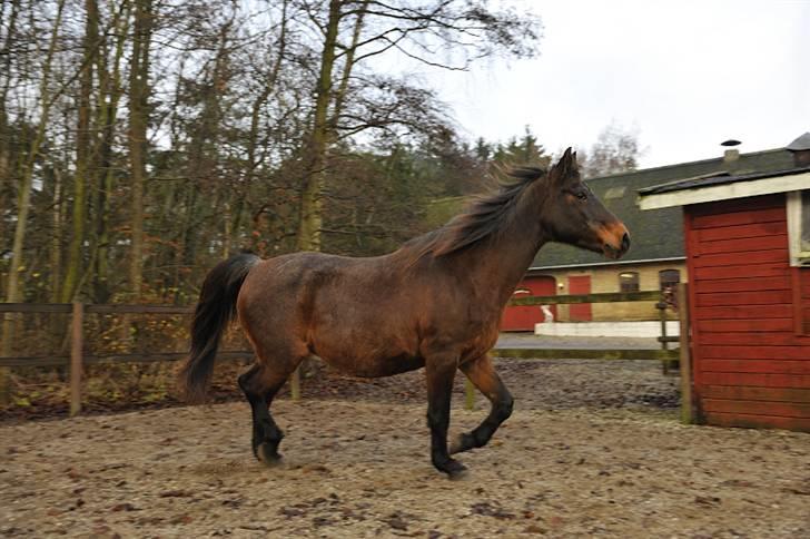 Anden særlig race Coco R.I.P - Blærerøv :o) billede 3