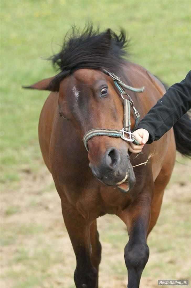 Anden særlig race Håkon - Rar pony :-) billede 5