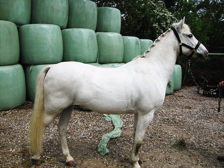 Anden særlig race Pontus - *Min skytsengel* - Fordi du er min stjerne pony :-) billede 1