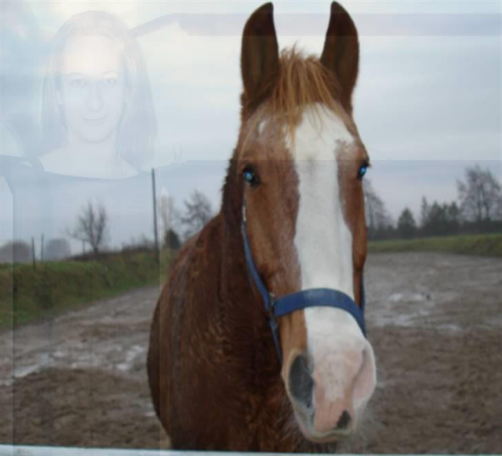 Frederiksborg Mads (rip) billede 11