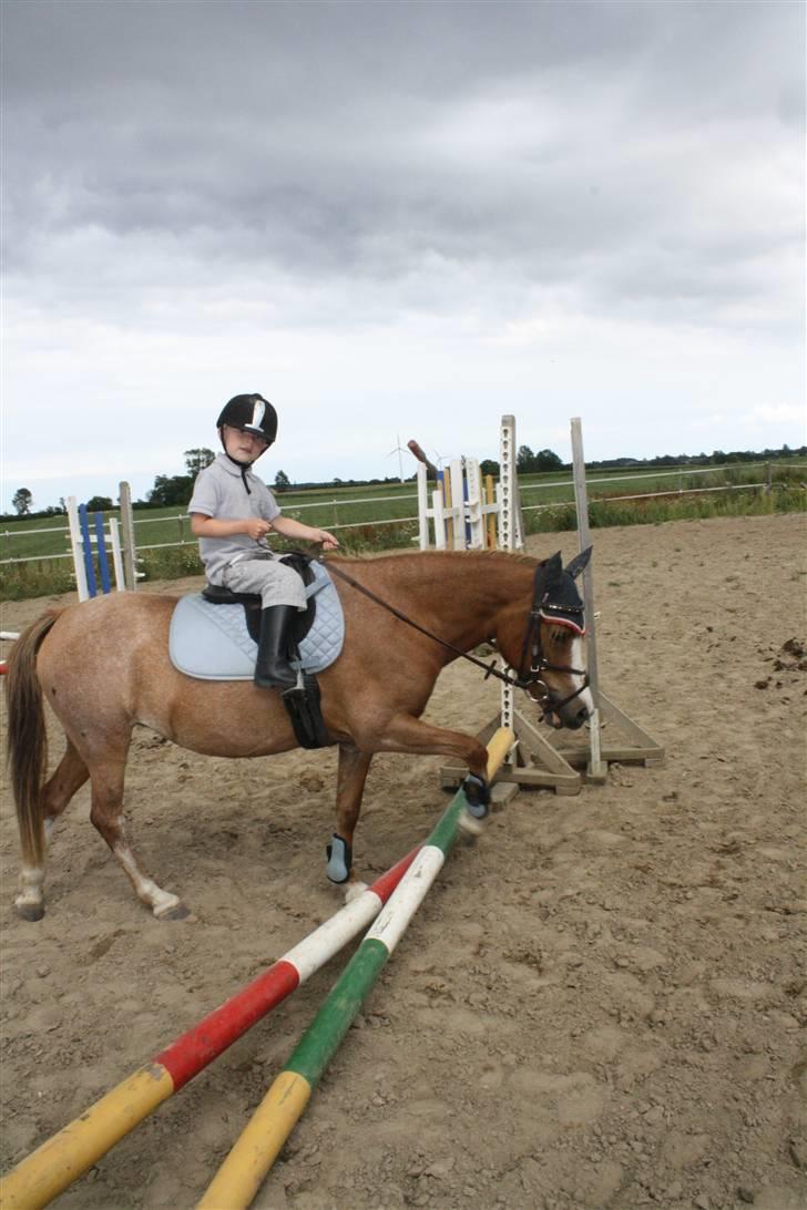 Welsh Mountain (sec A) Rosengårdens Pippi - 13) Kenni og pippi, er ud og ride billede 13