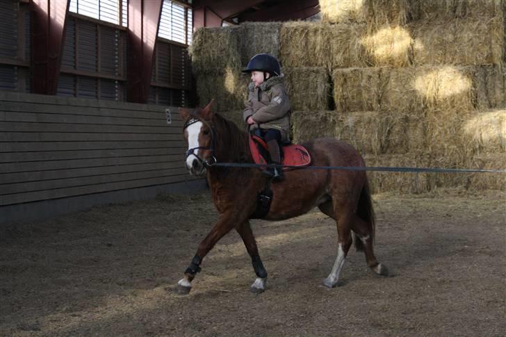 Welsh Mountain (sec A) Rosengårdens Pippi - 14) Kenni og pippi, er ud og ride billede 14