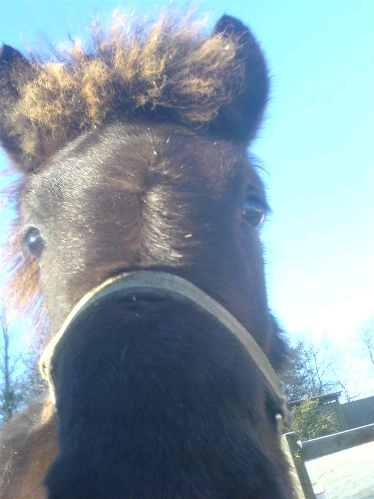 Islænder Frekjur fra gl. Vindinge - Hej velkommen til min profil :) *fotograf: mig* billede 1