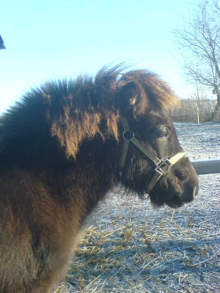 Islænder Frekjur fra gl. Vindinge - Frekjurs dejlige hoved fra siden :) * Fotograf: Mig selv* billede 2