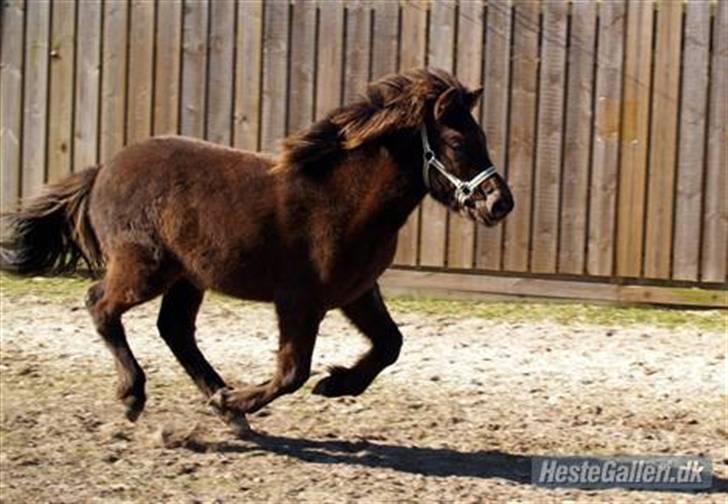 Islænder Frekjur fra gl. Vindinge - Den dejlige smukke Frekjur<3 (: på ridebanen *lånt af Camilla J* Fotograf: Camilla J billede 3