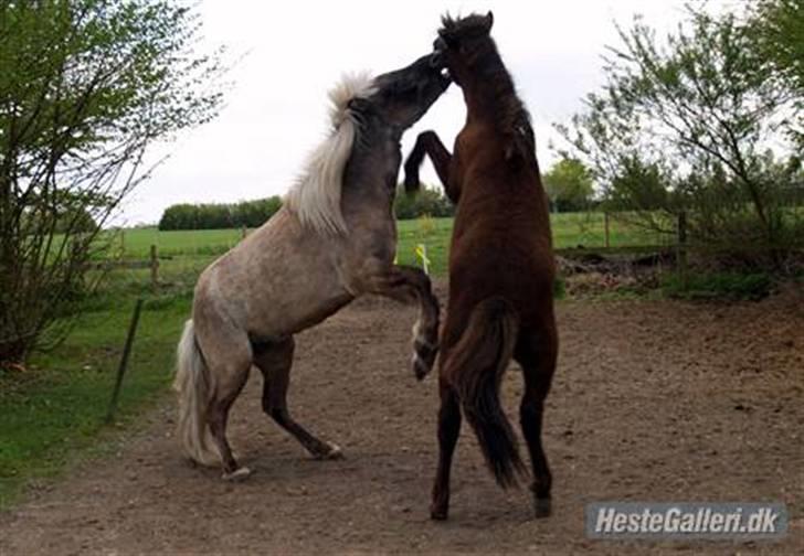Islænder Frekjur fra gl. Vindinge - leg med storebror (: *Lånt af Camilla J* *fotograf: Camilla J* billede 4