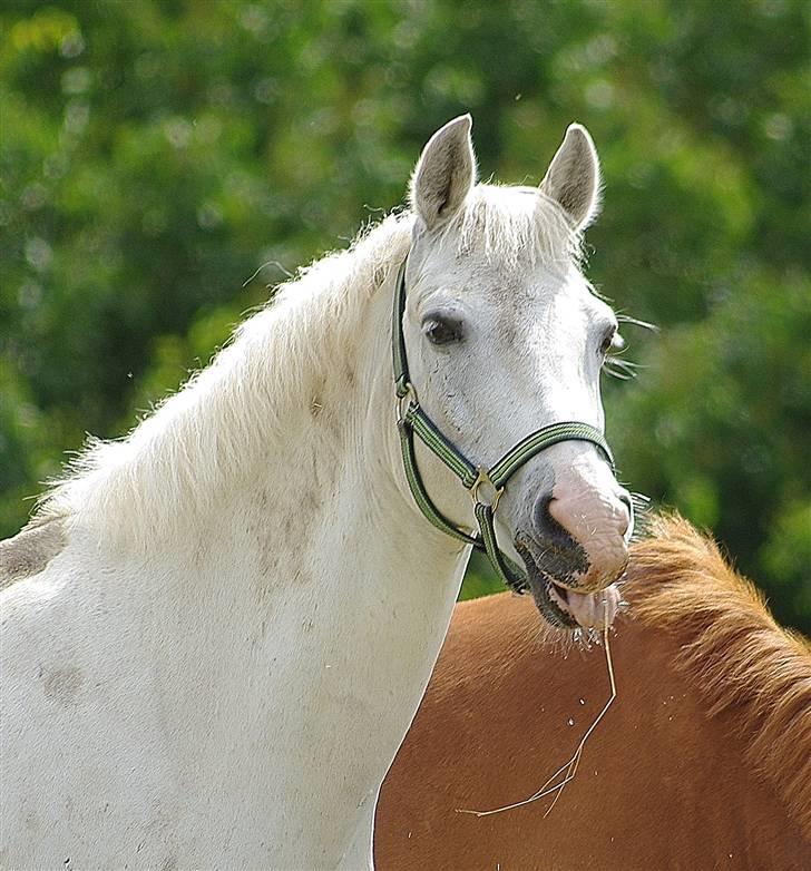 Anden særlig race Pontus - *Min skytsengel* - Fordi du er så dejlig =)<3 billede 7