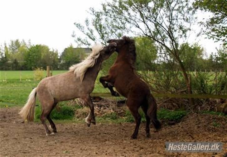 Islænder Frekjur fra gl. Vindinge - leg med storebror (: *Lånt af Camilla J* *fotograf: Camilla J* billede 5