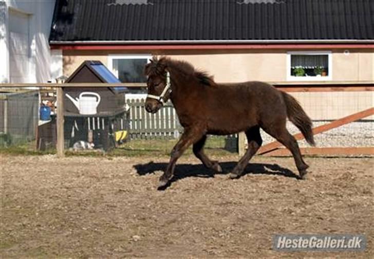 Islænder Frekjur fra gl. Vindinge - hel profil trav på ridebanen (: *lånt af Camilla J* Fotograf: Camilla J billede 6