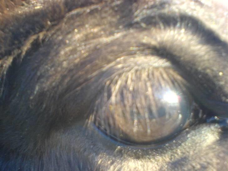 Islænder Frekjur fra gl. Vindinge - Mit smukke øje? :) Fotograf: mig billede 7