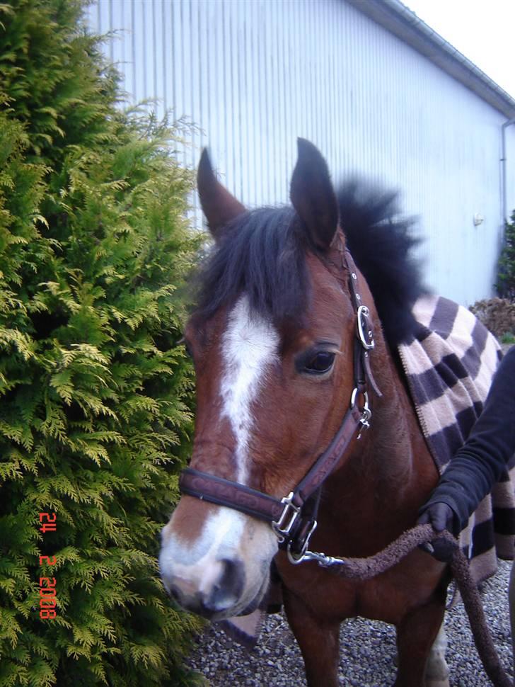 Welsh Pony af Cob-type (sec C) -Kenzo billede 2