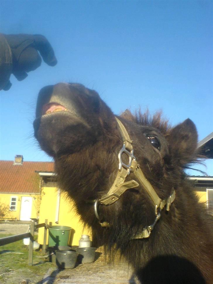 Islænder Frekjur fra gl. Vindinge - Du er advaret! jeg stjæler din handske! :b :) Fotograf: mig billede 8