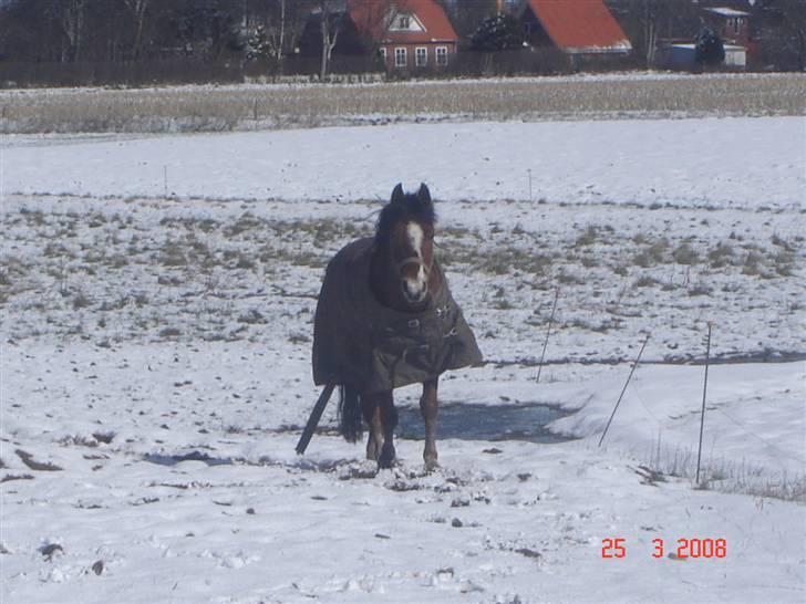 Welsh Pony af Cob-type (sec C) -Kenzo billede 4