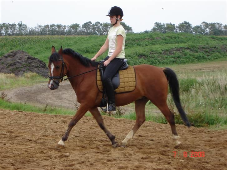 Welsh Pony af Cob-type (sec C) -Kenzo - Prøver lige ny sadel ;p billede 5