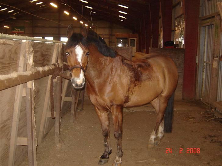 Welsh Pony af Cob-type (sec C) -Kenzo billede 6