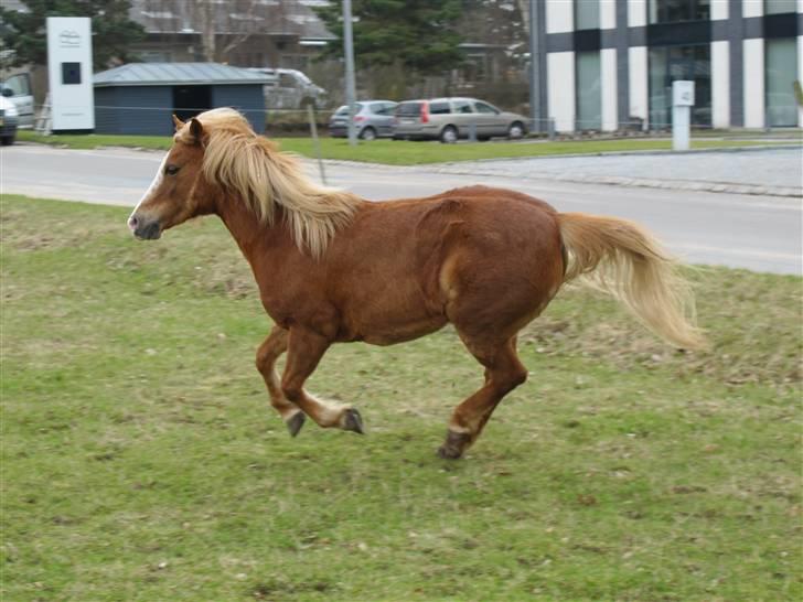 Welsh Mountain (sec A) Min søde pony Daisypigen - *Nyt* Galop! Marts 2010. billede 11