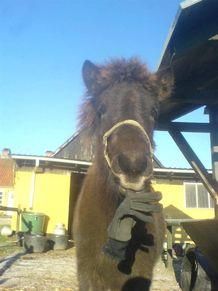 Islænder Frekjur fra gl. Vindinge - Se selv! jeg tog den vil du ha den igen? værsgo´ :) :b Fotograf: mig billede 9