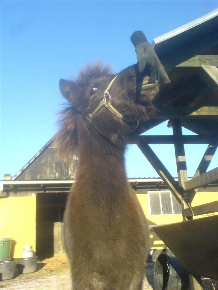 Islænder Frekjur fra gl. Vindinge - HAHA! snydt! du må ikk få den igen! :) :b Fotograf: mig billede 10