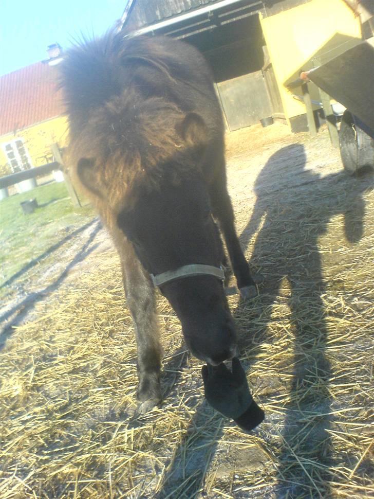 Islænder Frekjur fra gl. Vindinge - Så okay, du får den jeg ligger den lige på jorden :) :b Fotograf: mig billede 11