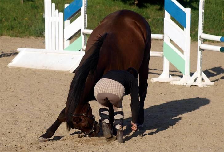 Dansk Varmblod Kananka skovgaard - 24.08.09 Fordi at Kurt er dygtig til at neje og jeg har en god røv XD billede 14