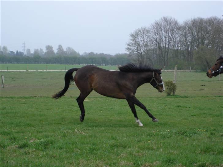 Fuldblod (XX) Papaia billede 1