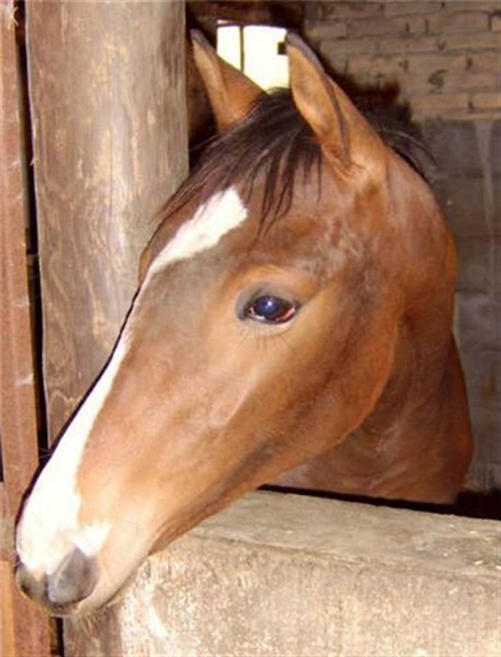 Fuldblod (XX) Papaia billede 2