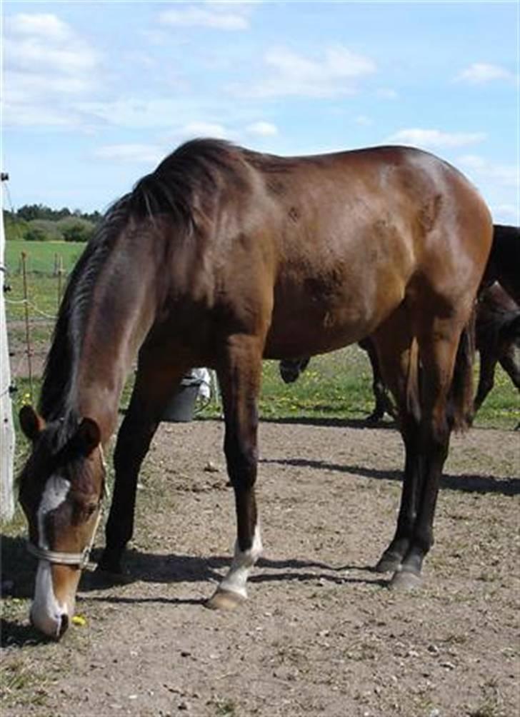 Fuldblod (XX) Papaia billede 3